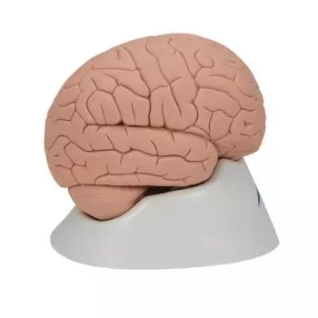 Introductory Brain Model, 2 part C15/1