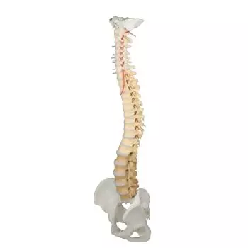 Vertebral column with pelvis and stand, didactical coloured Erler Zimmer