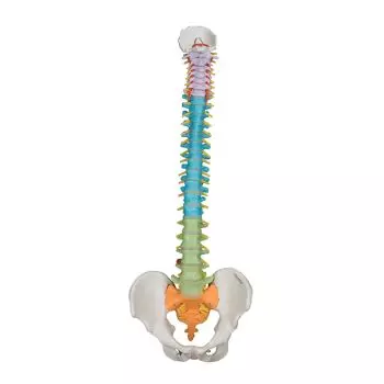 Mediprem didactic flexible spine model