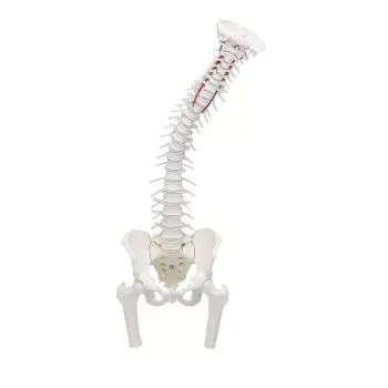 Vertebral column model with removable pelvis, femoral stumps Erler Zimmer
