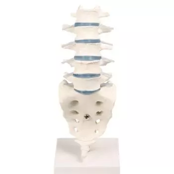 Lumbar vertebral column with stand Erler Zimmer