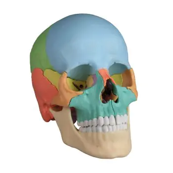 Osteopathic skull model, 22 parts didactical version R 4708 Erler Zimmer