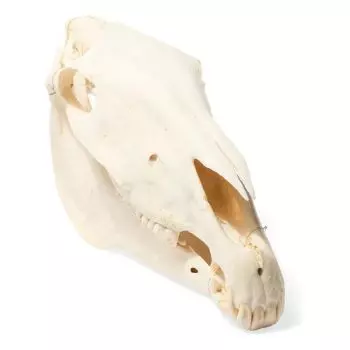 Horse Skull (Equus caballus) T30017