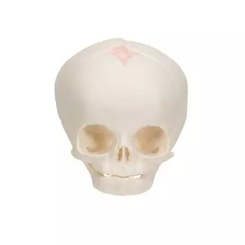 Fetal Skull Model without stand A25