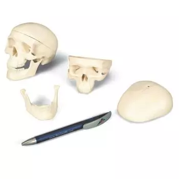 Mini Human Skull Model, 3 part