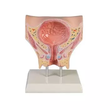 Female bladder model Erler Zimmer