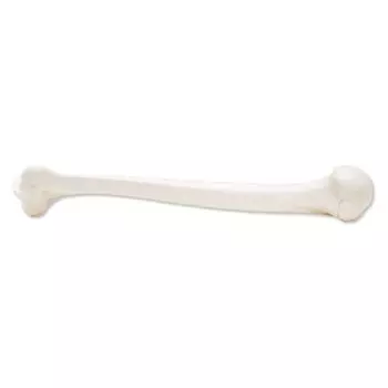 Humerus, left - 3B Scientific A45/1L