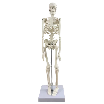 Mediprem human skeleton model 45 cm tall