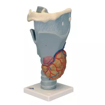 Functional Larynx, 2.5 times enlarged G20