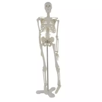 Mediprem human skeleton model 45 cm tall