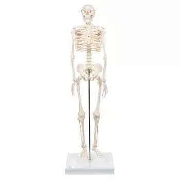 Mini Skeleton - Shorty - on a base A18