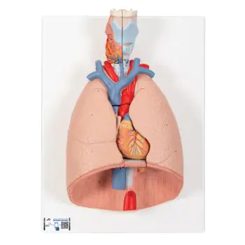 Lung Model with larynx, 7 part G15