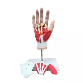 Mediprem hand anatomical model in 4 parts