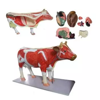 Mediprem anatomical model of cow