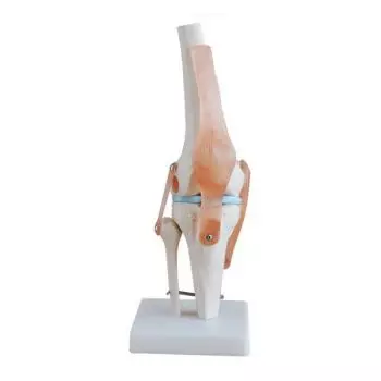 Mediprem knee anatomy model