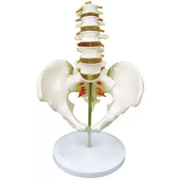 Mediprem 5 piece lumbar vertebrae pelvis model