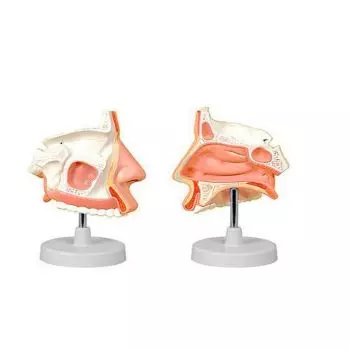 Mediprem nasal cavity model