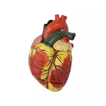 Mediprem enlarged heart model 3 parts