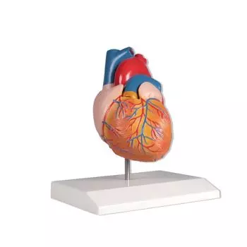 Mediprem life size heart model 2 parts