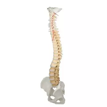 Vertebral column with pelvis, didactical coloured Erler ZimmerSpine with the pelvis teaching colored removable Erler Zimmer