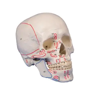 Skull model 3-parts with muscle marking Erler Zimmer