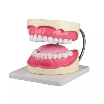Oral hygiene model 3x life size Erler Zimmer