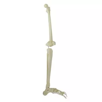 Mediprem leg skeleton model