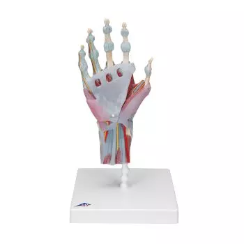 Hand Skeleton Model with Ligaments and Muscles M33/1