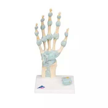 Hand Skeleton Model with Ligaments and Carpal Tunnel M33