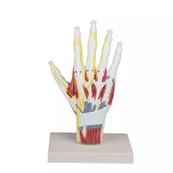 Mediprem hand structure model