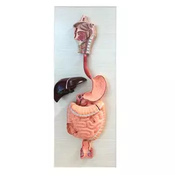 Mediprem digestive system anatomy model in 3 parts