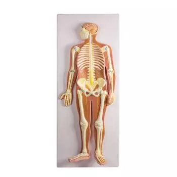 Mediprem nervous system model 1/2 life size