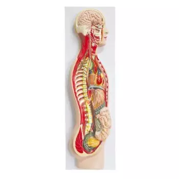 Mediprem human nervous system model