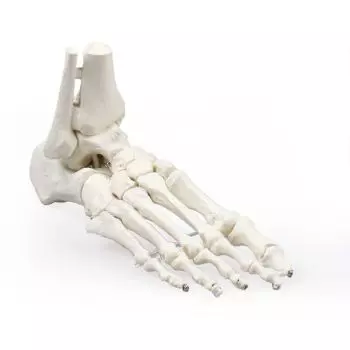 Skeleton of foot with tibia and fibula insertion Erler Zimmer