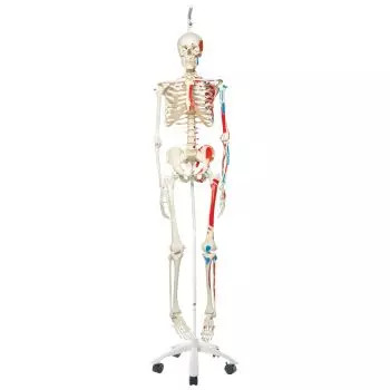 MAX, Human Skeleton Model, on 5 star roller stand A11/1