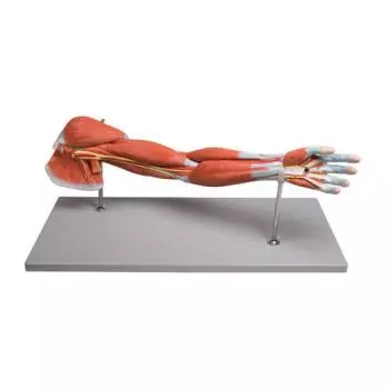 Mediprem skeleton arm with muscles in 7 parts