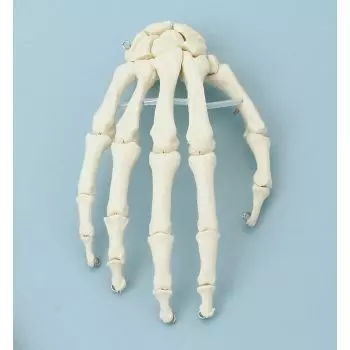 Skeleton of hand model without stand Erler Zimmer  