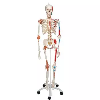 Deluxe Human Skeleton Sam, flexible with muscles and ligaments, pelvic A13