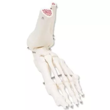 Foot and Ankle Skeleton A31L, left 