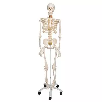 Flexible Human Skeleton Fred, with wire mounted feet and hand A15