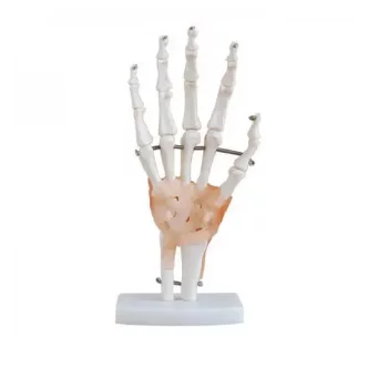 Mediprem hand skeleton model with ligaments