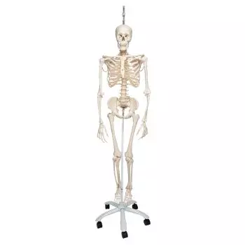 Functional Human Skeleton, A15/3