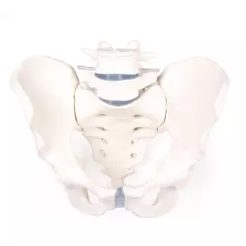 Male pelvis with sacrum and 2 lumbar vertebrae Erler Zimmer