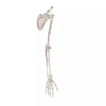 Skeleton of arm with shoulder girdle and muscle marking Erler Zimmer