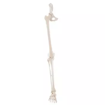 Skeleton of leg with half pelvis Erler Zimmer