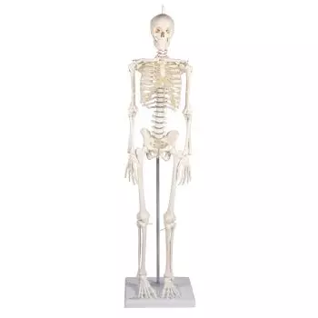 Miniature Skeleton model Patrick - Erler Zimmer
