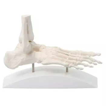 Foot skeleton, block model Erler Zimmer