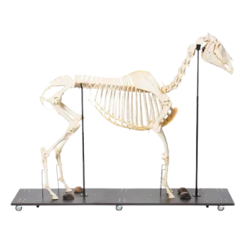 Horse Skeleton T30014