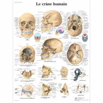 The human skull VR2131L