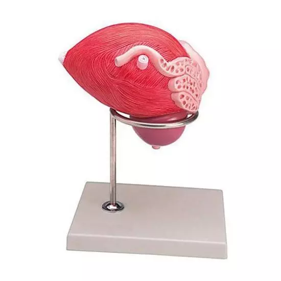 Mediprem anatomical model of the bladder and prostate